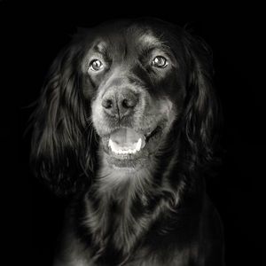 Meet your Posher, Gregory